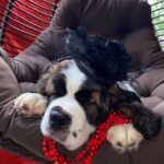 Medea-female-Saint-Bernard-puppy-for-sale-1 (2)