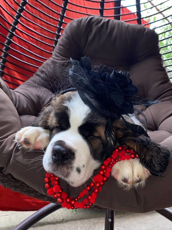 Medea Saint Bernard Medea Saint Bernard