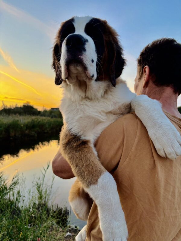 Medea Saint Bernard Medea Saint Bernard