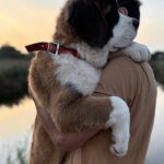 Medea-female-Saint-Bernard-puppy-for-sale-1 (4)