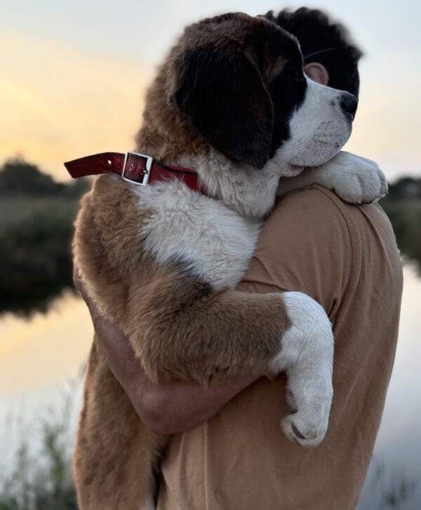 Medea Saint Bernard Medea Saint Bernard