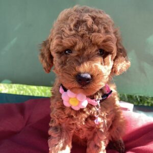 Medea Toy Poodle