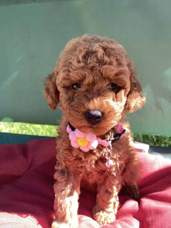 Medea Toy Poodle Medea Toy Poodle