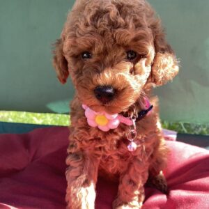 Medea Toy Poodle