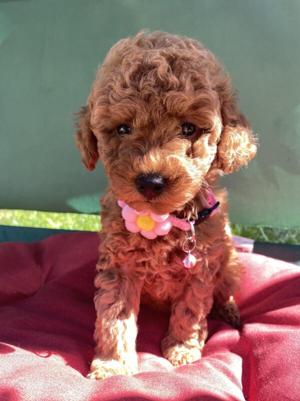 Medea Toy Poodle Medea Toy Poodle