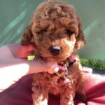 Medea-female-toy-poodle-puppy-for-sale-1 (3)