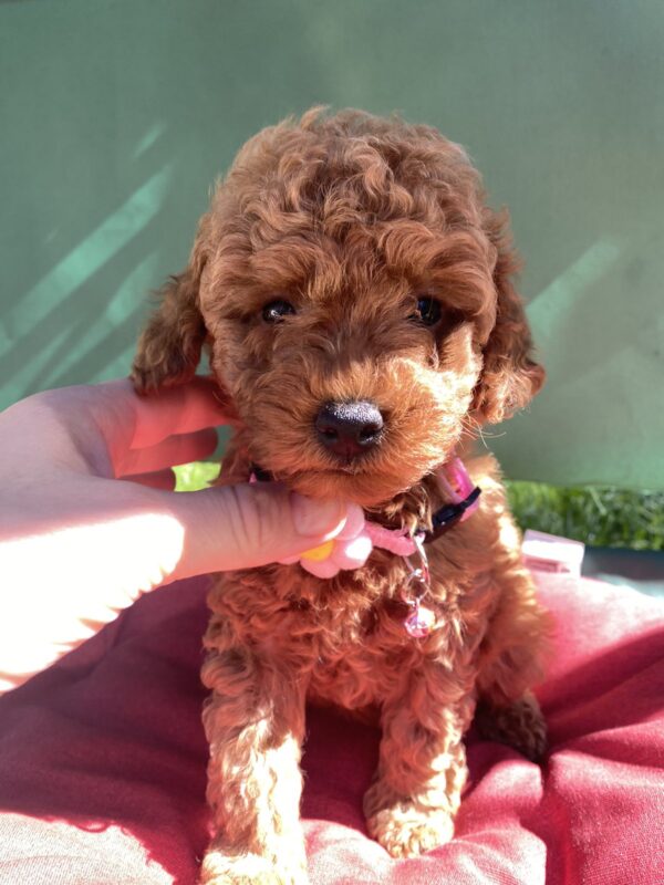 Medea Toy Poodle Medea Toy Poodle