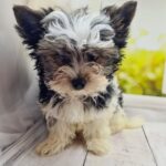 Meggi-female-Biewer-puppy-for-sale-1