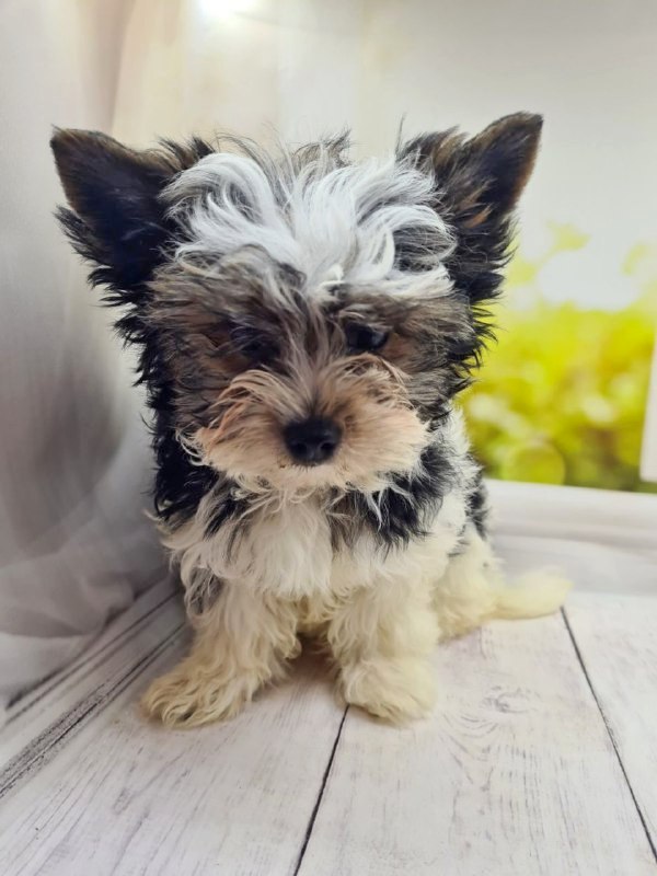 Meggi Biewer Yorkshire Terrier Meggi Biewer Yorkshire Terrier