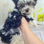 Meggi-female-Biewer-puppy-for-sale-2