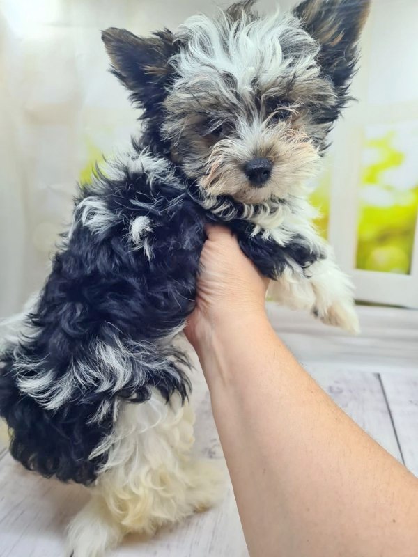 Meggi Biewer Yorkshire Terrier Meggi Biewer Yorkshire Terrier