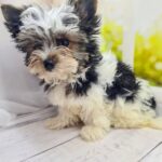 Fiara Biewer Yorkshire Terrier