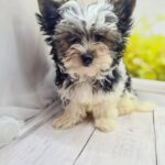 Meggi-female-Biewer-puppy-for-sale-4