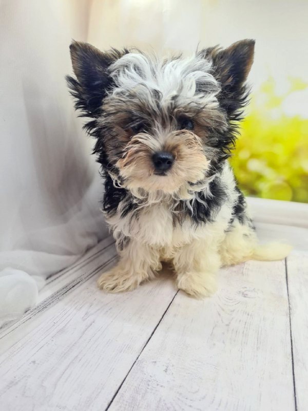 Meggi Biewer Yorkshire Terrier Meggi Biewer Yorkshire Terrier