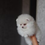 Meggi-female-pomeranian-puppy-for-sale-1 (1)
