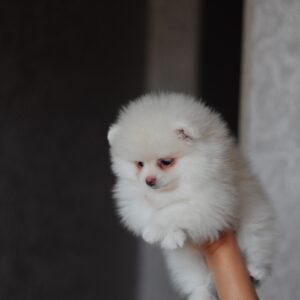 Meggi Pomeranian