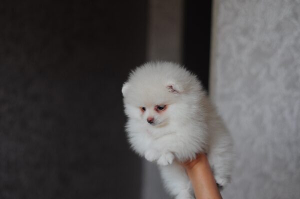 Meggi Pomeranian Meggi Pomeranian