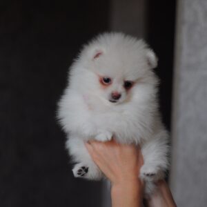 Meggi Pomeranian