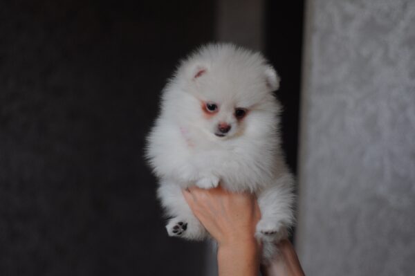 Meggi Pomeranian Meggi Pomeranian