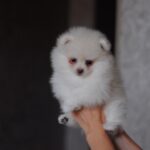 Meggi-female-pomeranian-puppy-for-sale-1 (3)
