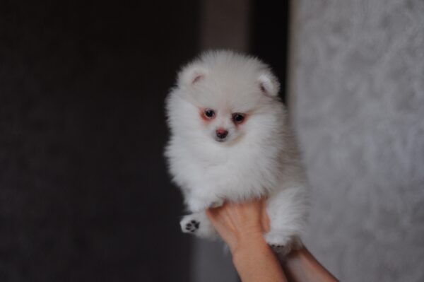 Meggi Pomeranian Meggi Pomeranian