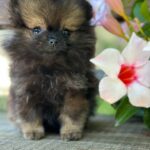 Melvin-male-Pomeranian-puppy-for-sale-1