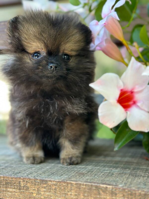 Melvin Pomeranian Melvin Pomeranian