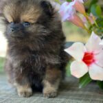 Melvin-male-Pomeranian-puppy-for-sale-2