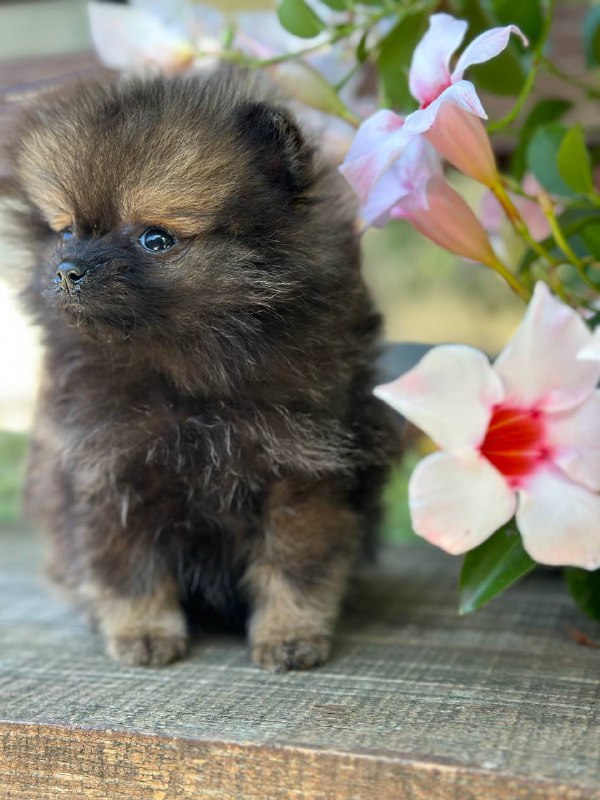 Melvin Pomeranian Melvin Pomeranian