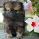 Melvin-male-Pomeranian-puppy-for-sale-3