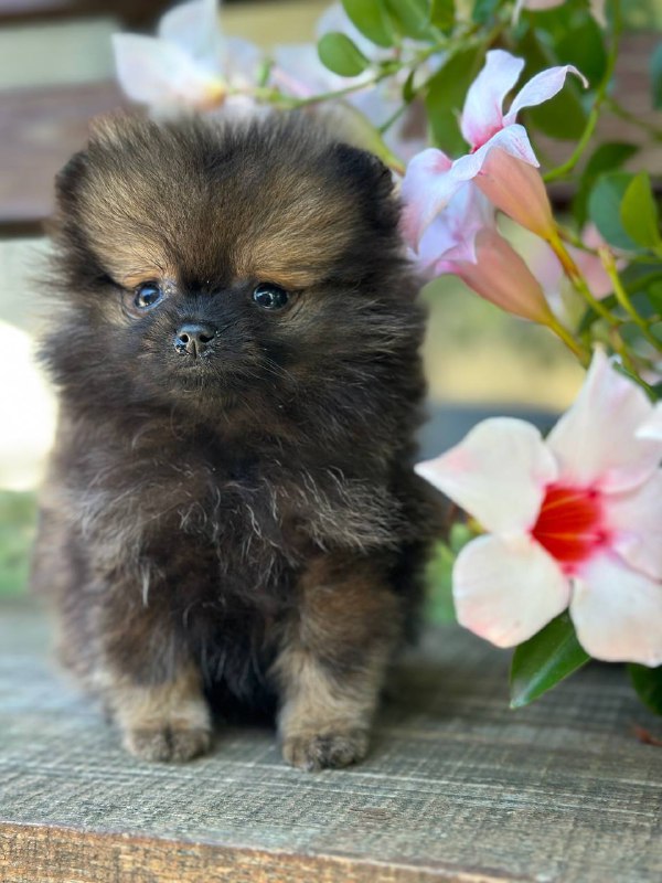 Melvin Pomeranian Melvin Pomeranian