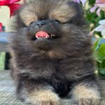 Melvin-male-Pomeranian-puppy-for-sale-4