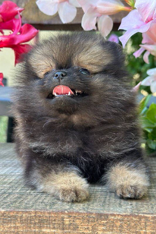 Melvin Pomeranian Melvin Pomeranian