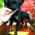 Merci-female-Russian-Toy-puppy-for-sale-1