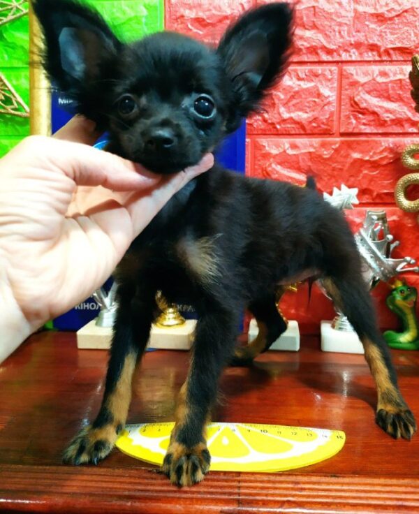 Merci Russian Toy Terrier Merci Russian Toy Terrier