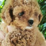 Merlin-female-maltipoo-puppy-for-sale-1 (1)