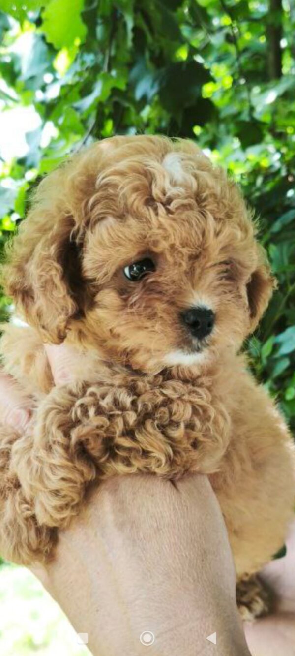 Merlin Maltipoo Merlin Maltipoo