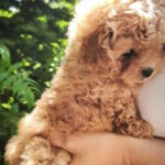Merlin-female-maltipoo-puppy-for-sale-1 (2)