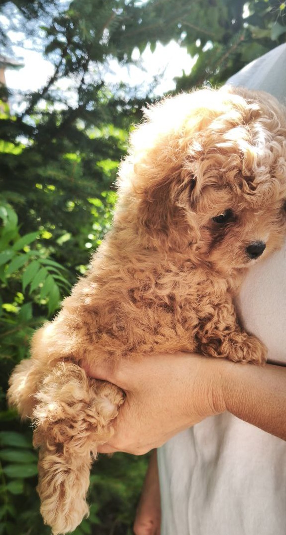 Merlin Maltipoo Merlin Maltipoo