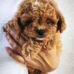 Merlin-female-maltipoo-puppy-for-sale-1 (3)