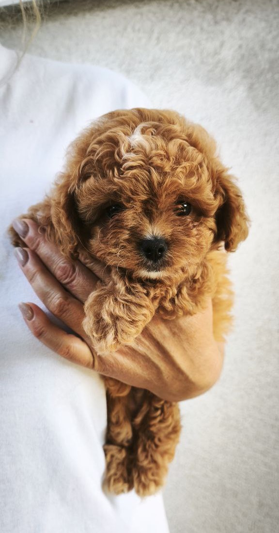 Merlin Maltipoo Merlin Maltipoo