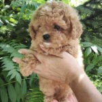 Merlin-female-maltipoo-puppy-for-sale-1 (4)