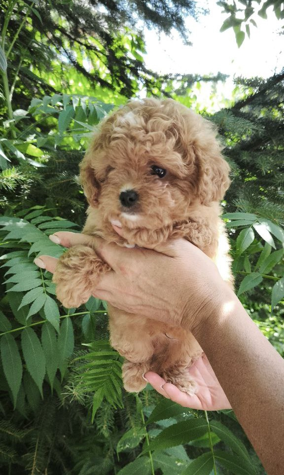 Merlin Maltipoo Merlin Maltipoo
