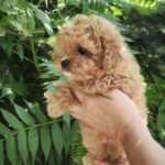 Merlin-female-maltipoo-puppy-for-sale-1 (5)