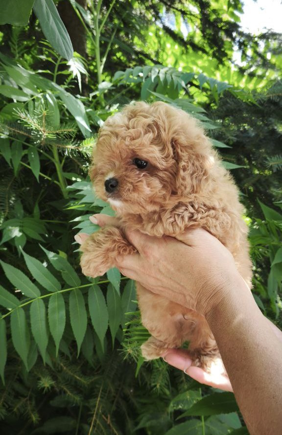 Merlin Maltipoo Merlin Maltipoo