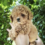 Merlin-female-maltipoo-puppy-for-sale-1 (6)