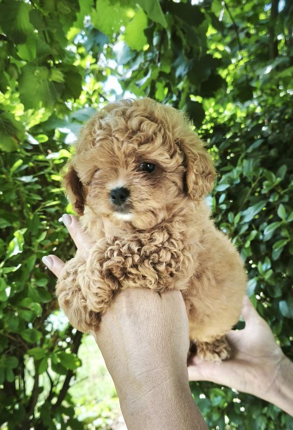 Merlin Maltipoo Merlin Maltipoo