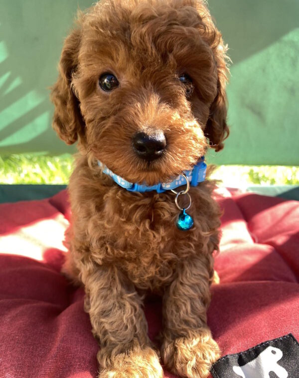 Michael Toy Poodle Michael Toy Poodle