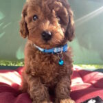 Michael-male-toy-poodle-puppy-for-sale-1 (2)