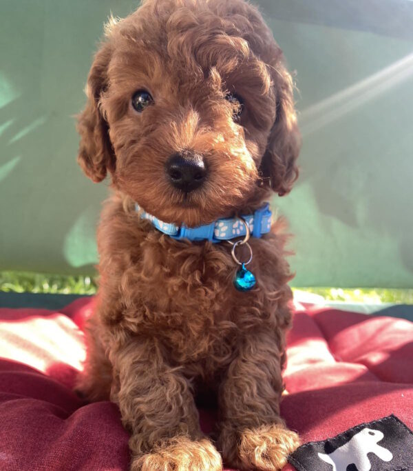 Michael Toy Poodle Michael Toy Poodle